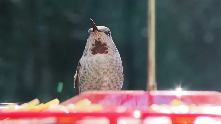 Hummingbird feeding out my kitchen window . no sou...