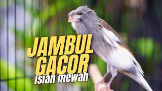 KENARI JAMBUL SUPER PALING DICARI!! MASTERAN KENARI ISIAN BLACKTHROAT GACOR MUDAH DTIRU