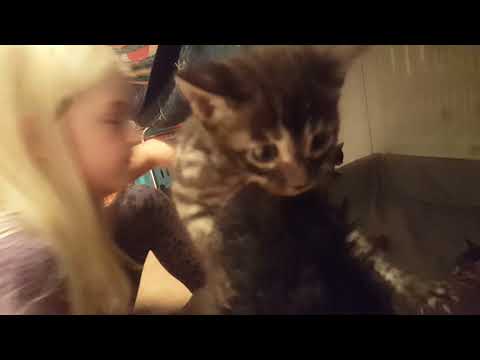Video: Geoffroys Katt: Beskrivning, Livsstil Och Karaktär, Hemma, Foto