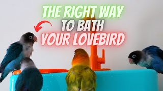 How to Bathe Your Lovebird and Make Them Love It