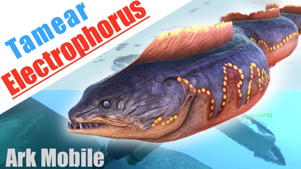Electrophorus Ark Namen , ARK Survival Ascended Electrophorus taming ...