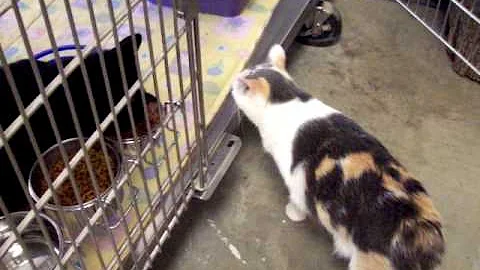 Video 1296211: calico manx, kitten kitty love cute