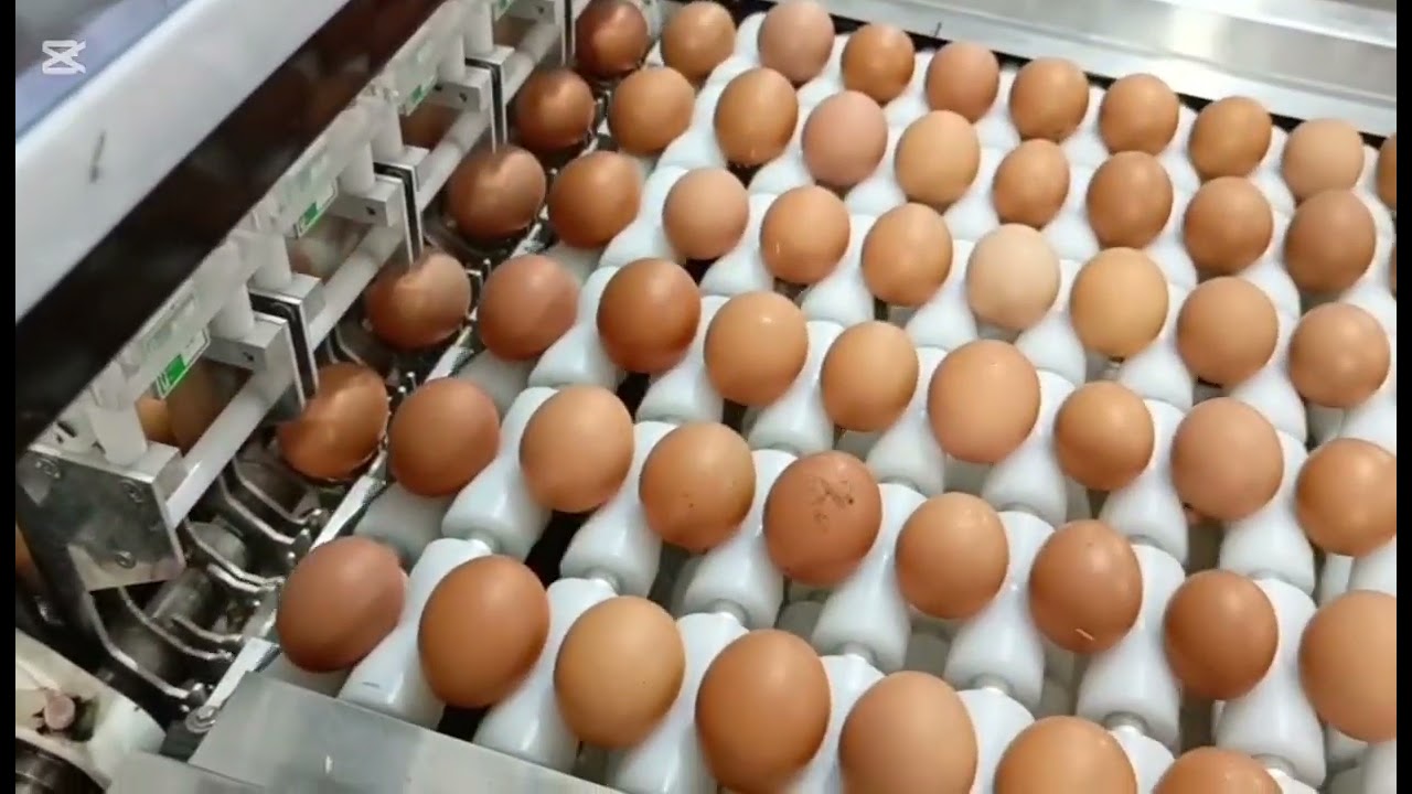 Máquina Clasificadora de huevos 18.000 (egg grading machina) 