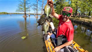 I FOUND Big  RED-EARS STACKED  in INCHES of WATER! Catch and Cook!