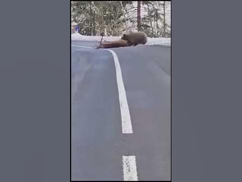 Зверье #лес #хищник#медвеь #тайга #охота.#shorts. - YouTube