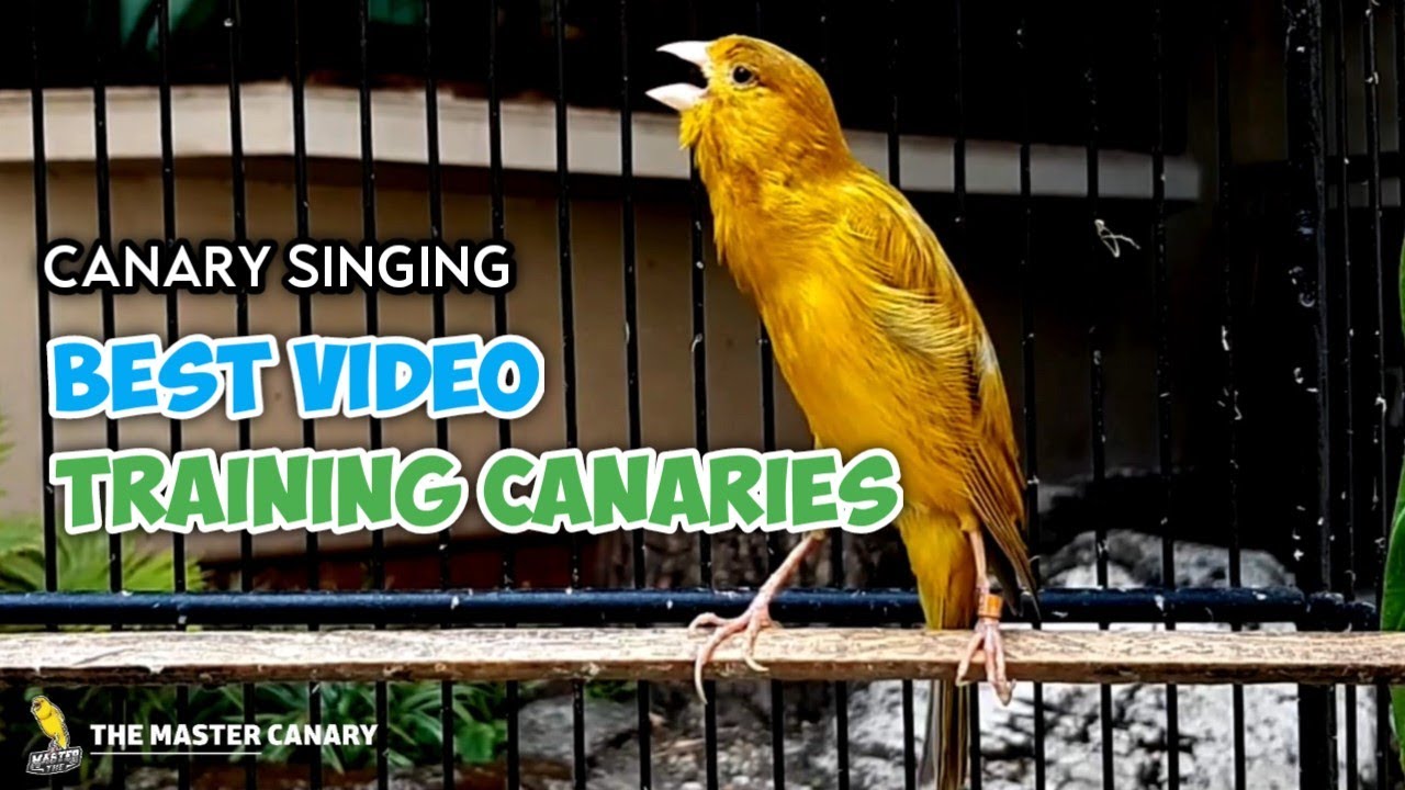 Curated visual reference: Visual Reference: Best Timbrado Canary Singing Most Powerful Song