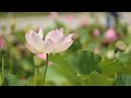 #nature #shorts #love #minnale #lotusflower