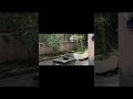 Live elements of my home #viral #minivlog #trending #vlog #ytshorts #garden #garden #viralvideo