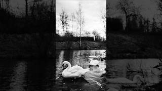 walk with Fujifilm #swan #dog #fujifilm #photo #nature #naturelovers #photography #photooftheday