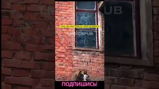 Сильный Драматический Сюжет С Котиками!
