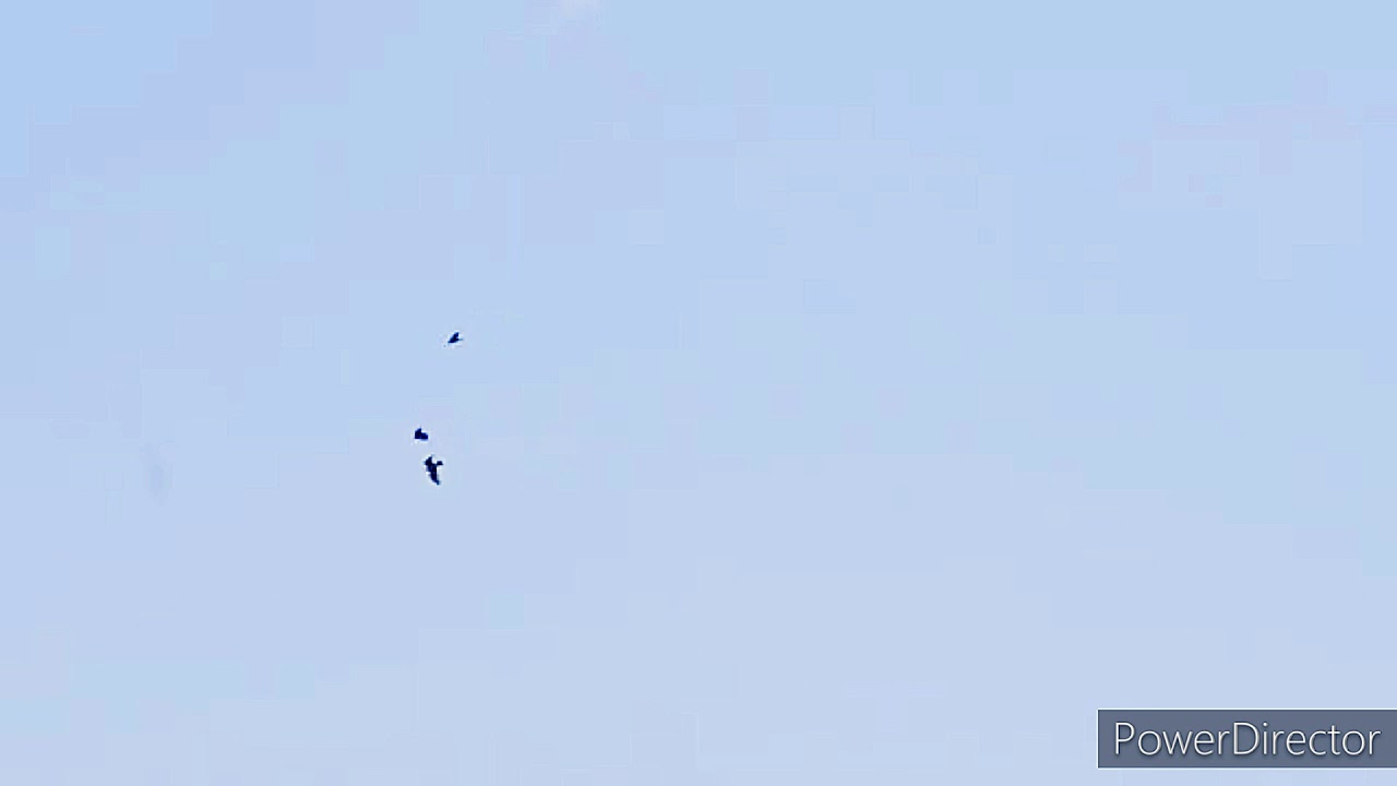 Hooded crow pair chasing a common buzzard 