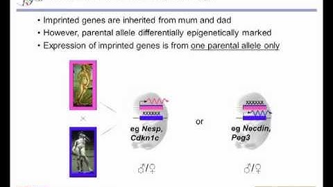 Epigenetics: Imprinted gene expression dosage in brain function by Anthony Isles