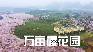 【贵州合集】实拍贵州平坝万亩樱花园，太壮观了，带大家现场看看