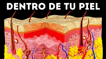 ¿Por qué es tan gruesa la piel humana?