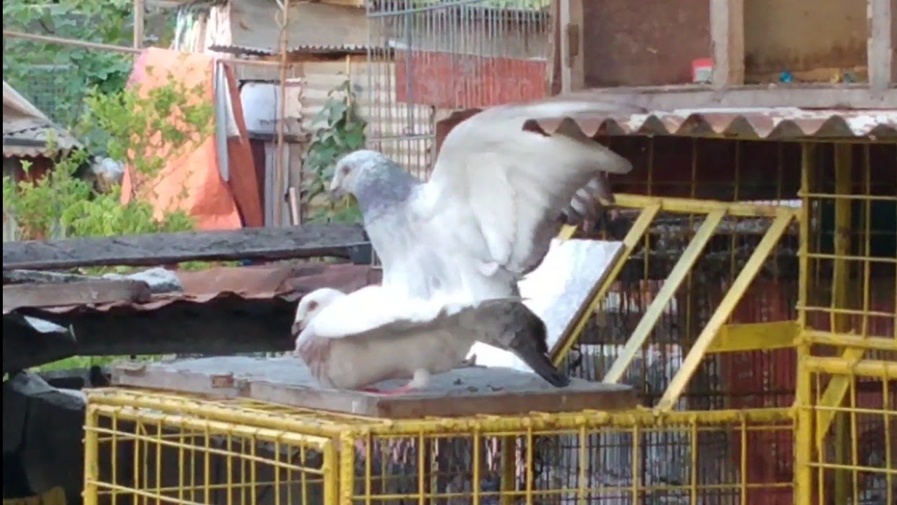 Pigeon Mating Season 3 Pair YouTube