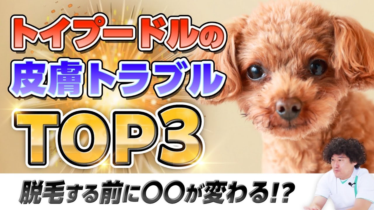 【 トイプードルの皮膚トラブルTOP3 】獣医皮膚科専門医解説！