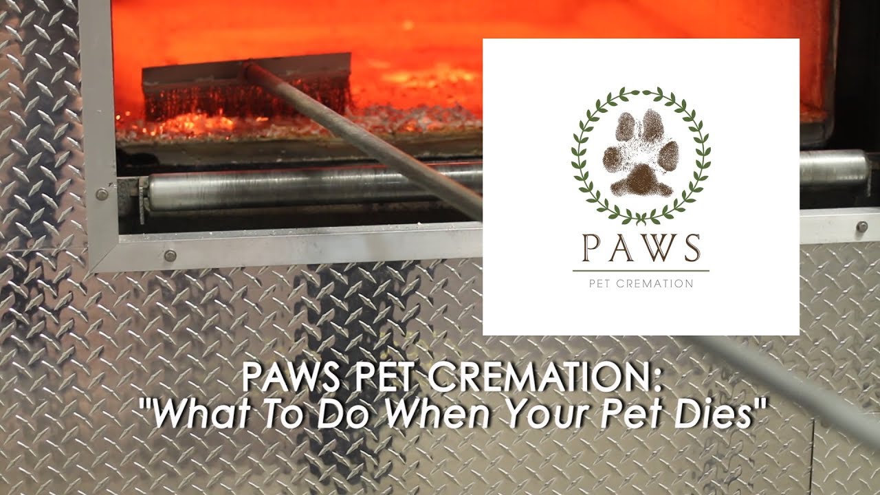 Paws Pet Cremation What Do You Do When Your Pet Dies? YouTube