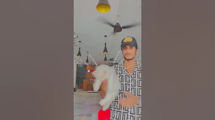 Watch the video about Persian kitten Cat triple coated long hair and All Cats Collection avilable#@luckypetsstore#pets