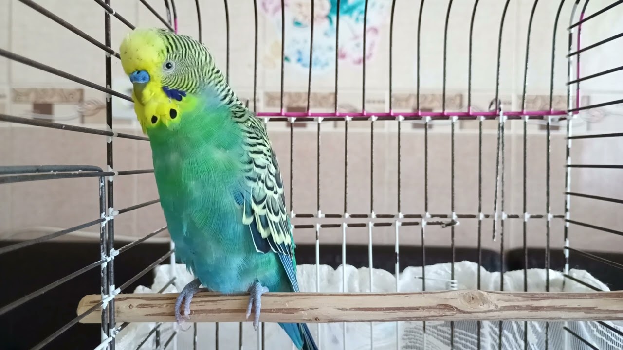 Kuşunuz da Islık Çalmayı Öğrensin! 🎵 "Muhabbet Kuşunuz Bu Islıkla Çıldıracak! Dinletin öĞRENSİN