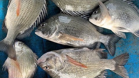 Hôm nay biển động, câu có cá hanh.bằng mồi cá nục (tập 95 )