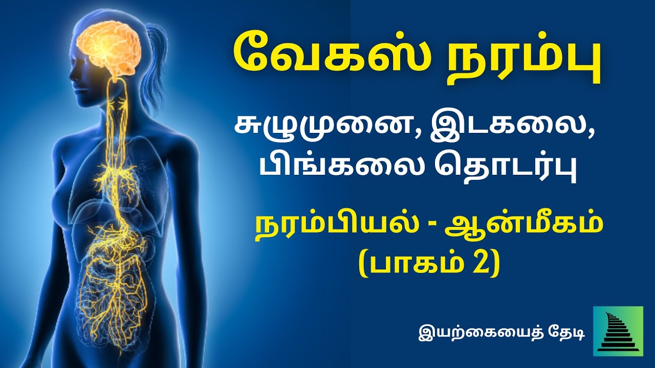 வேகஸ் நரம்பு I பாலிவேகல் தியோரி I நரம்பு மண்டலம் - சுழுமுனை, இடகலை, பிங்கலை, சக்கரங்கள் தொடர்பு