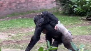 Baby Chimpanzees Play Fighting With Other Chimps