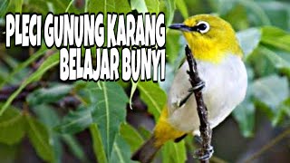 Download lagu PLECI GUNUNG KARANG BAWAH PLECI GUNUNG KARANG BAWAH