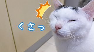 パパの息が臭かったときの猫の反応が…w