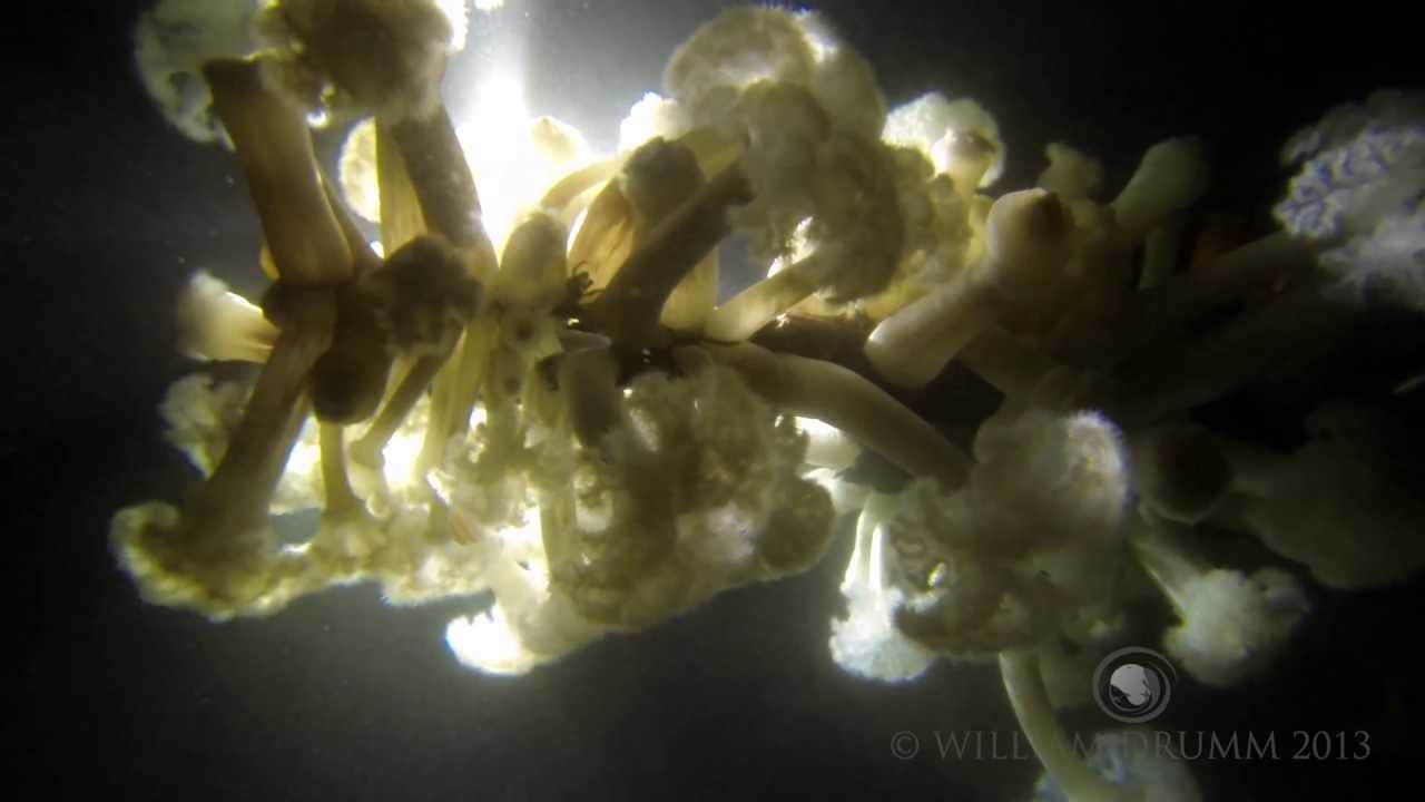 SOLA Scuba Dive Lights with GoPro Hero3 Black