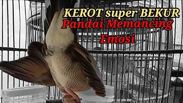 Suara perkutut lokal gacor NGEROT super Bekur ini Paling pintar membuat perkutut lain Bunyi Emosi