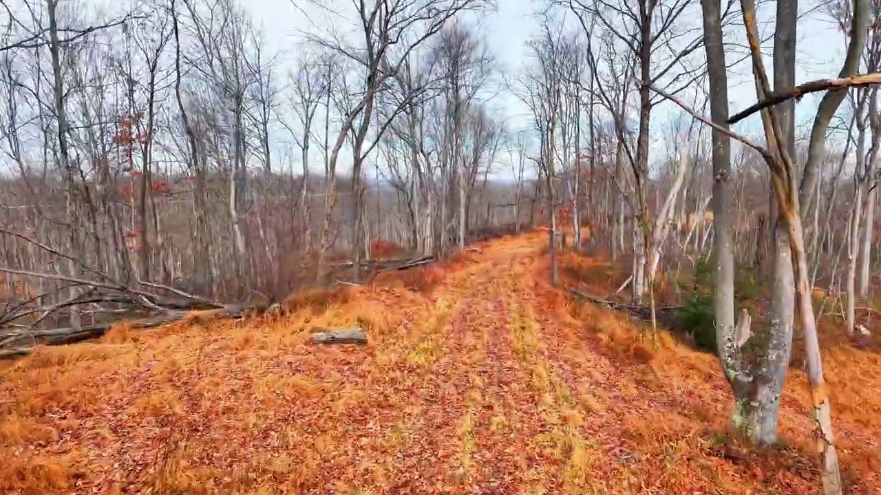 25 Acres West Virginia Property | Home Site | Hunting Land | Wood County WV