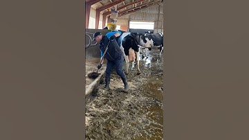 Cleaning The Cowshed #farm #cow