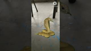    shortfeed suggested viral youtubeshorts youtubeshortsviral