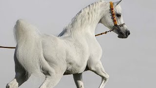 الحصان العربي المصري الأصيل | الأسطورة الفحل الراحل أنساتا حجازي | من أجمل الخيول العربية المصرية