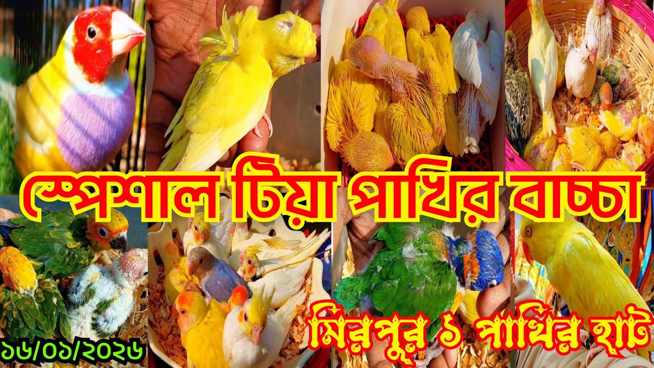 স্পেশাল টিয়া পাখির বাচ্চা মিরপুর ১ পাখির হাটে || Mirpur 1 Pakhir hat || Bird price in Bangladesh 