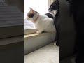 鳥をみつけて【#Shorts】tuxedocat白黒猫アメショ雑種