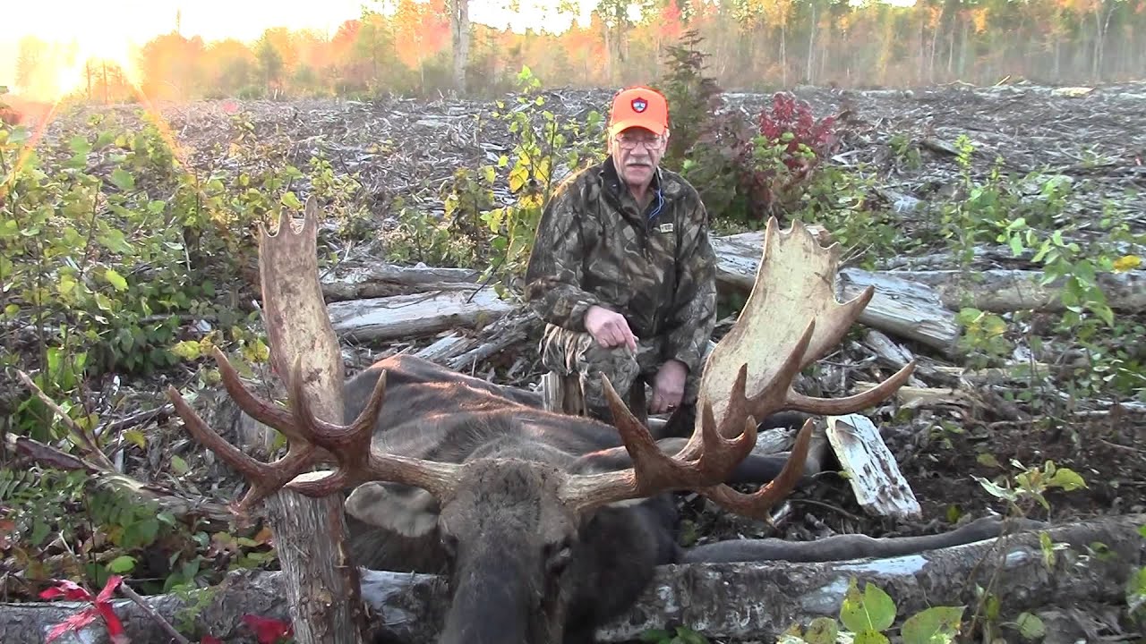 Moose Hunt 2014 015 YouTube