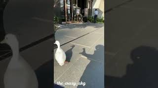 Funny Duck Reaction