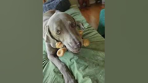 Indestructible Dog Chew Toys for Aggressive Chewers Large Breed Review, Dog loves it!