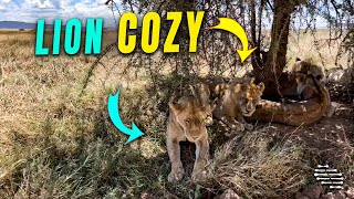 Lion Family Filmed Up-Close During Their Cozy Time