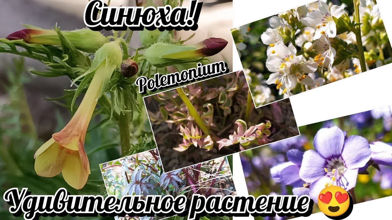 Синюха, удивительное растение 😍 Коллекция в моем саду! - YouTube