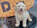 Chó Golden Retriever vàng, mũi hồng siêu đẹp | Chomeocanh.com