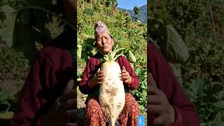 Nepali aama ko kura..#nepali#aama#kura#mula#kisan#khetipati #sukhadukha#nepalnews