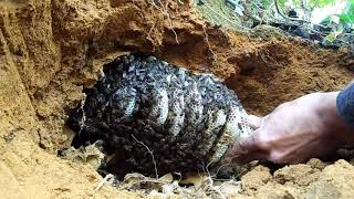 Tổ ong đất (chỉ dám đứng xa nhìn thôi). Tây nguyên vào mùa ong mật