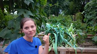 The Dreaded Leek Moth Ruined My Harvest (And How I Salvaged It)