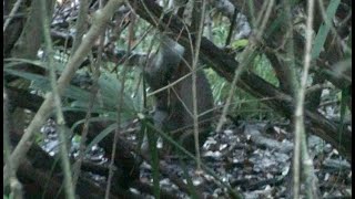 Armadillo 2 at Brazos State Park 7.2.22