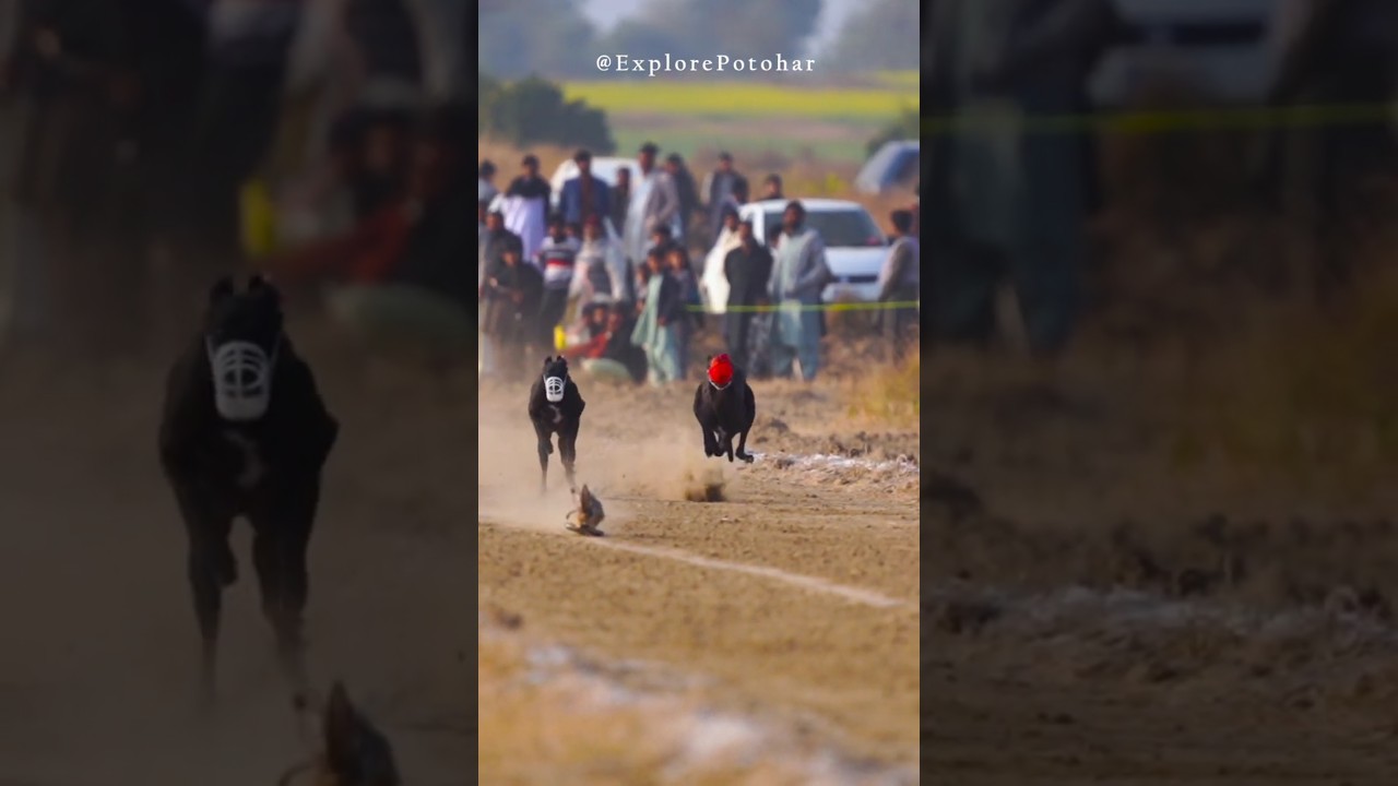 "Unleashing the Speed: Greyhound Racing Showdown in Pakistan!"