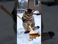 #cat #winter #snow #cleaning #cute