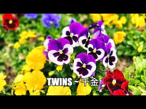 Twins ~ 千金