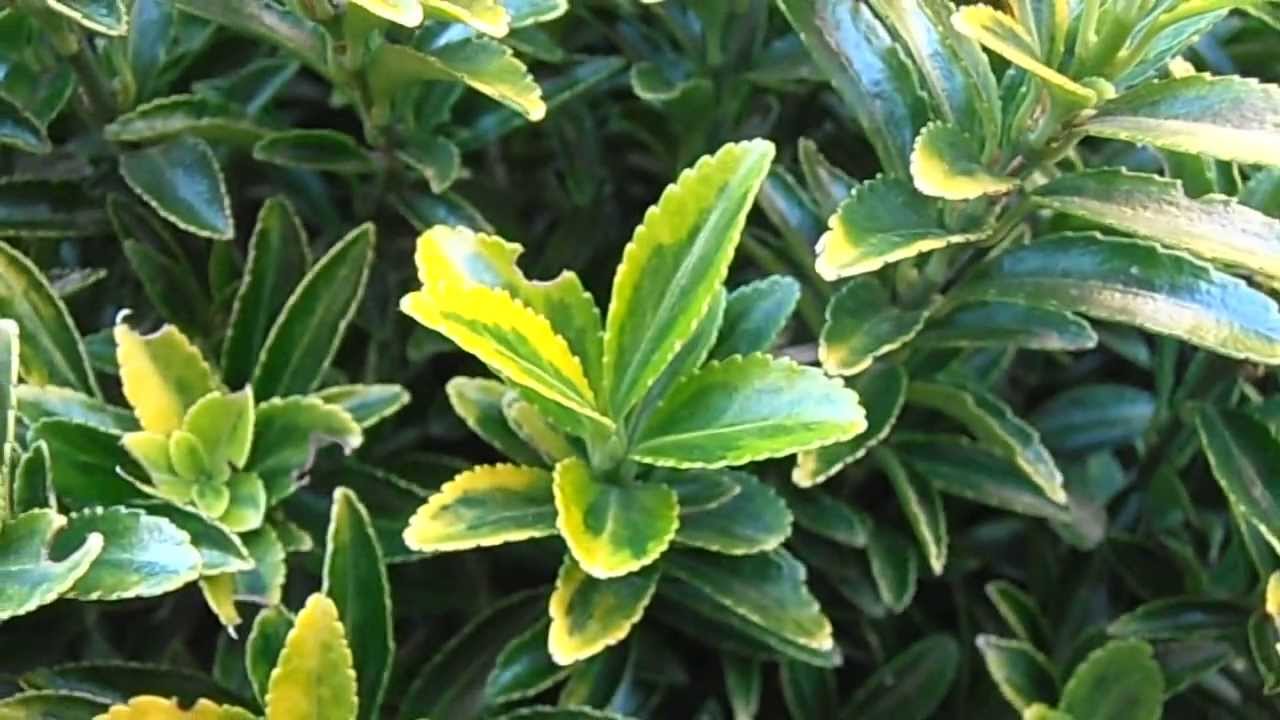 Evonimo Enano Euonymus Japonicus Var Microphyllus Www Riomoros Com Youtube